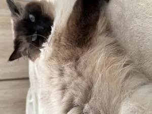 Siam x BLH Mix mit Kuschel-Charakter