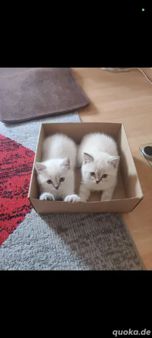 Baby Katzen Britische Kurzhaar 
