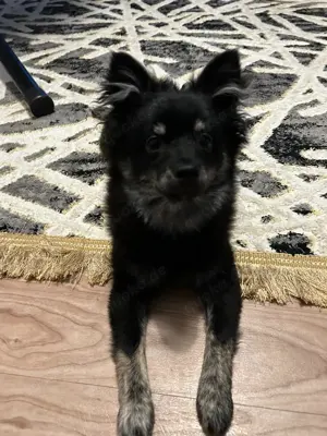 Pomeranian weiblich sehr gesund