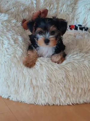 Eksklusiwen Yorkshire Terrier Welpen 