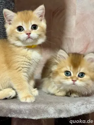 Reinrassige BKH Kitten 