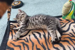 BKH Kater, kleiner Zuchtkater, BKH Kitten sofort abzugeben