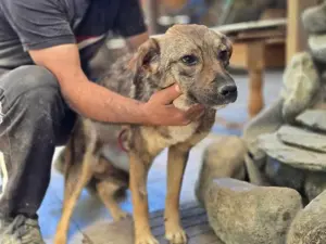 Lilli   schüchterne hübsche 1-jährige Traumhündin Bild 2