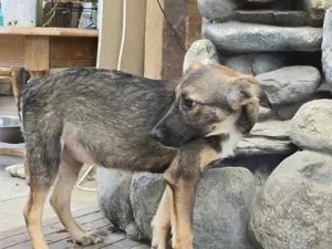 Lilli   schüchterne hübsche 1-jährige Traumhündin Bild 7