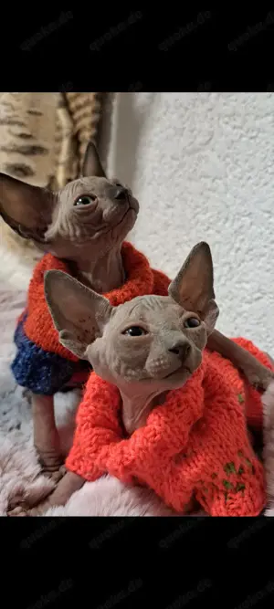 Sphynx Kitten mit Stambaum