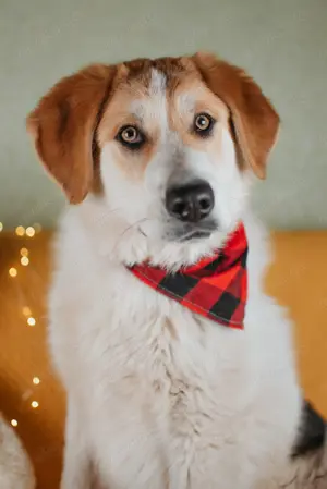 Bruty ist ein "Herzblatt" auf 4 Pfoten