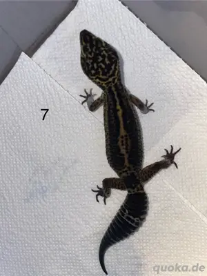 0.1 Blacknight Leopardgecko