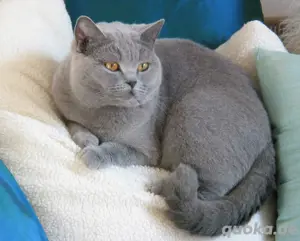 BKH Deckkater reinrassige britisch