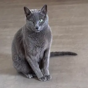 russisch blau deckkater