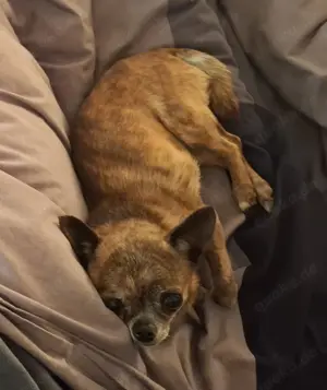 Kleine Chihuahua Hündin