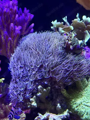 Korallen,Ableger,abzugeben