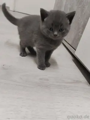 Katzenbabys