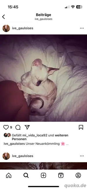 Cornish Rex Dame 4 Jahre alleinhaltung