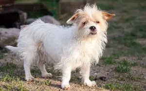 Kleiner Senior Wolke