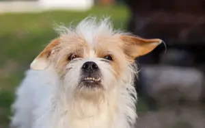 Kleiner Senior Wolke Bild 4