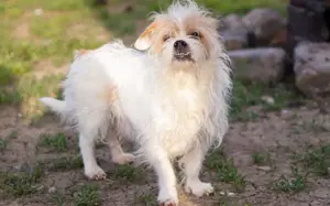 Kleiner Senior Wolke Bild 3