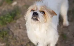 Kleiner Senior Wolke Bild 5