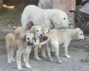 Golden Retriever Mix Welpen 4,5Mon Ausreise bundesweit nach Adoption VIDEO