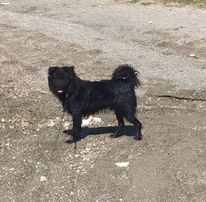Anfängerhund Rüde 7,5Mon 15kg 40cm 1.6 Ausreise nach Adoption VOM  Hundetrainer