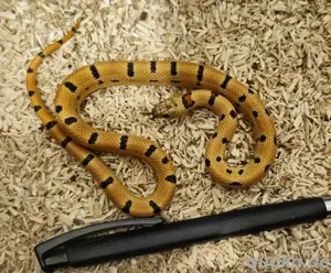 Lampropeltis leonis 2024 