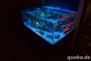 Meerwasser Aquarium