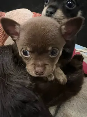 Wunderschöne Chihuahua Welpen 