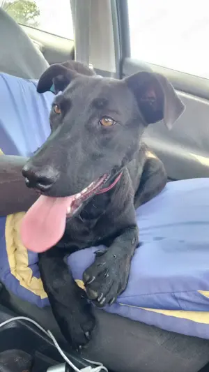 Labrador Mix sucht Zuhause  Bild 2