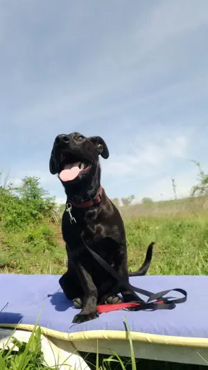 Labrador Mix sucht Zuhause  Bild 3