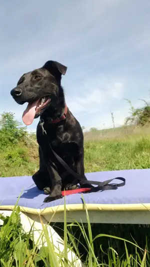 Labrador Mix sucht Zuhause 