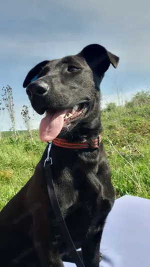 Labrador Mix sucht Zuhause  Bild 5
