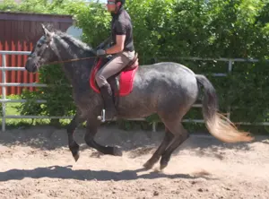 Warmblutwallach "Alex"