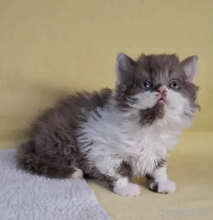 Selkirk Rex Kitten, Katzen Baby