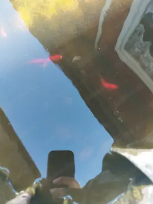 Goldfische   Teich Fische zu verschenken 