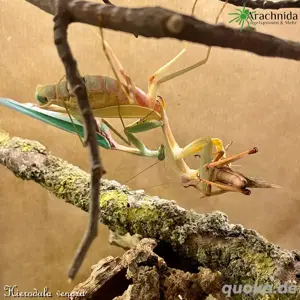 Wir bieten verschiedene Mantiden, Gottesanbeterin, Hierodula, Wirbellose, Insekten, Isopod, Spinnen