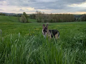 Altdeutsche Schäferhunde, Schäferhunde, 