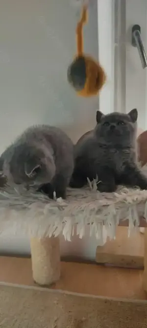 Bkh Kitten in Blau Farbe Bild 2