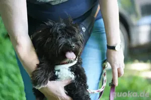  Kleine Nuca wartet vergeblich   jetzt sucht sie ein Zuhause voller Liebe!