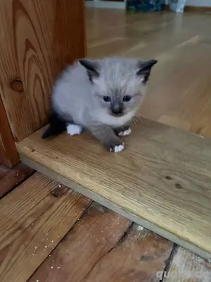 3 kitten sibirische waldkatzen mix  Bild 9
