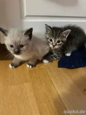 3 kitten sibirische waldkatzen mix  Bild 8