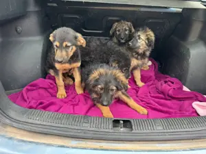 Zuckersüße Hundewelpen suchen neue Familien 