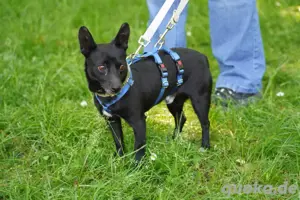 Kleiner Held sucht großes Glück   Negrito wartet auf dich!