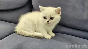 Kitten BKH