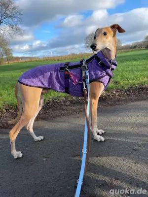 Sanfter Galgo mit Vergangenheit   Cairo sucht seine Menschen Bild 2