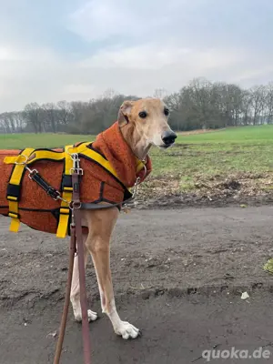Sanfter Galgo mit Vergangenheit   Cairo sucht seine Menschen