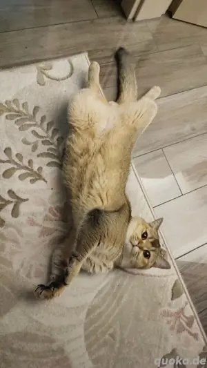 Deckkater BKH "PATİ" gesund,geimpft (Kein Verkauf)