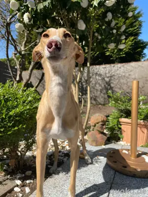 Verspielte Flecha sucht liebevolles Zuhause mit Hundefreund Bild 2