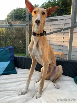 Verspielte Flecha sucht liebevolles Zuhause mit Hundefreund Bild 10