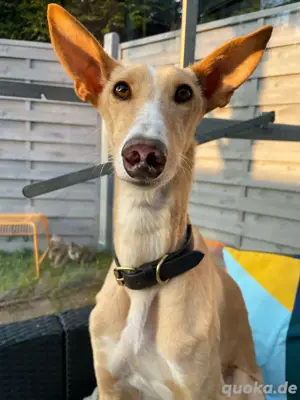 Verspielte Flecha sucht liebevolles Zuhause mit Hundefreund