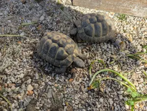 Griechische Landschildkröten von 2020