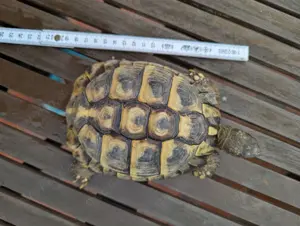 Griechische Landschildkröten von 2020 Bild 2